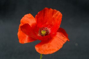 poppy